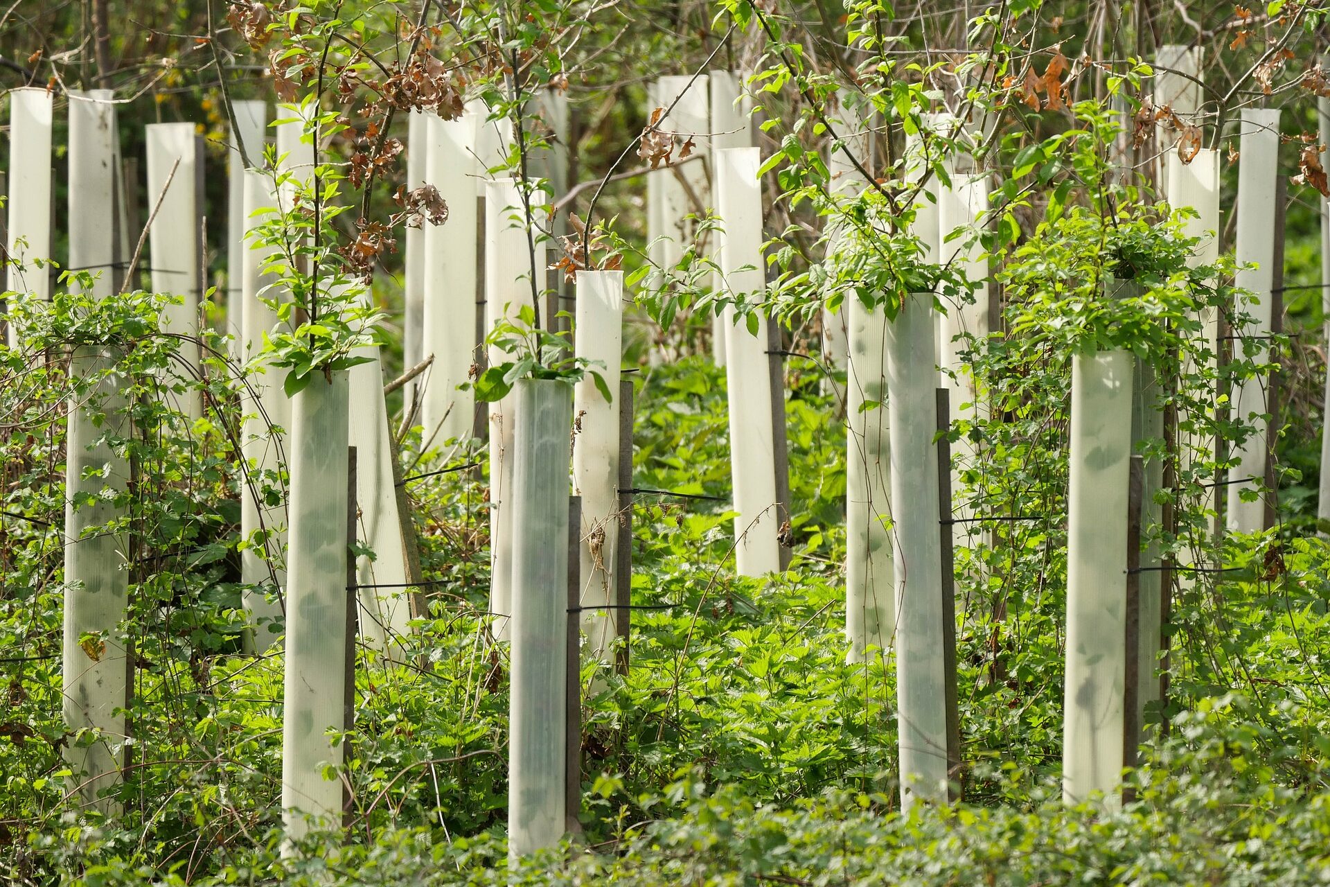 trees-2206090_1920